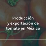 cuanto-pesa-un-jitomate-saladette