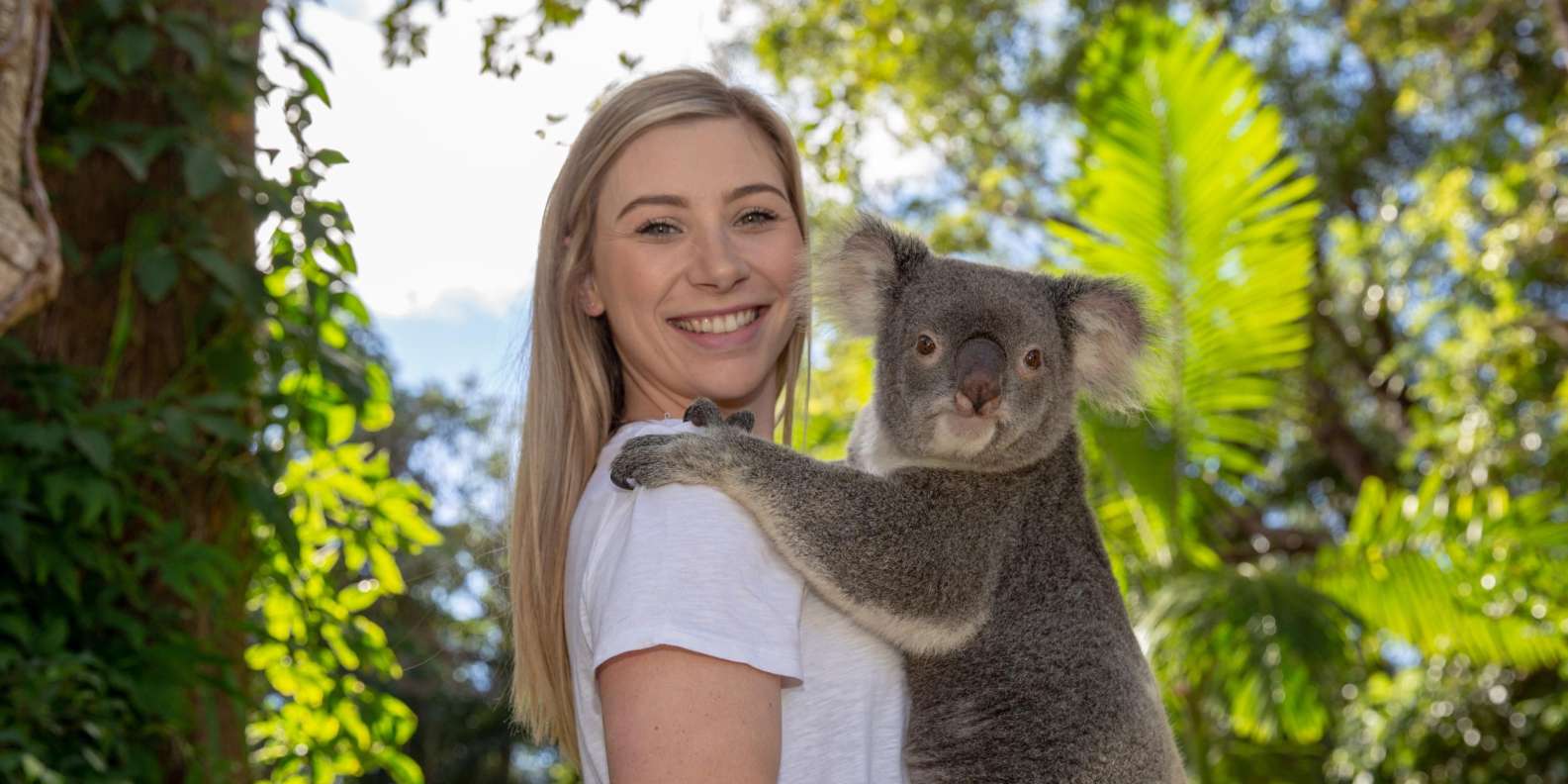 Blog 10 cuanto pesa un koala