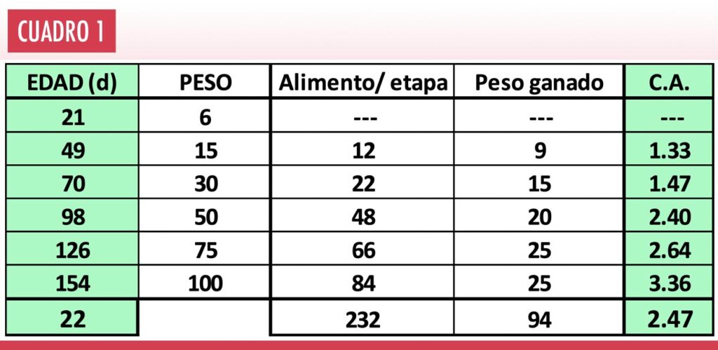 cuanto pesa un lechon