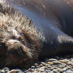 cuanto-pesa-un-leon-adulto