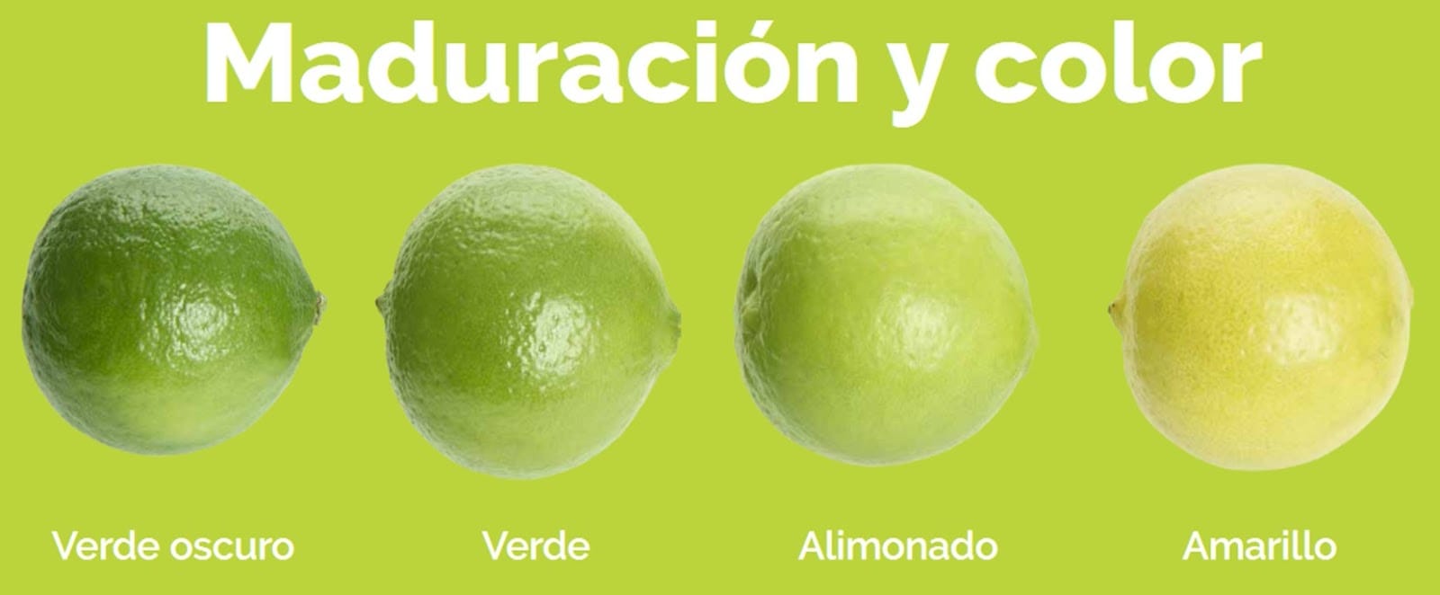 cuanto pesa un limon tahiti