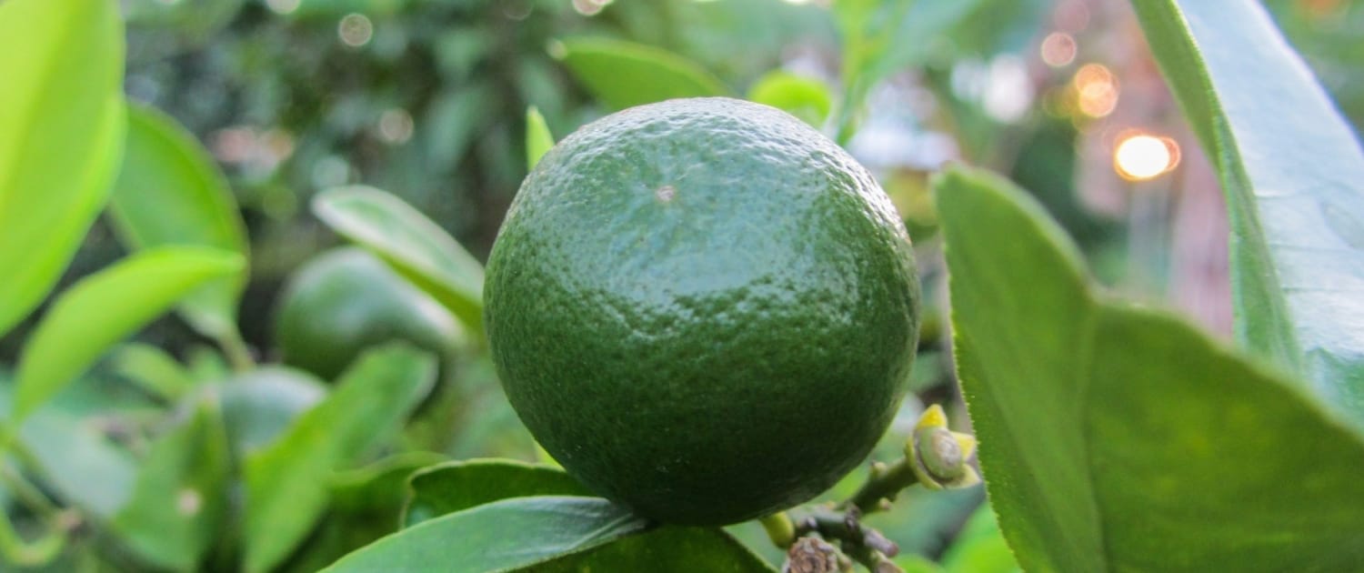 cuanto pesa un limon verde