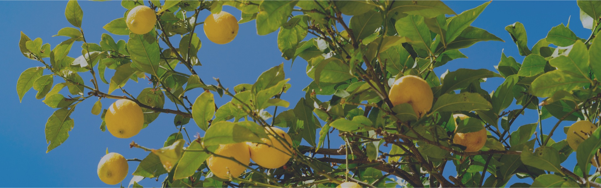 cuanto pesa un limon