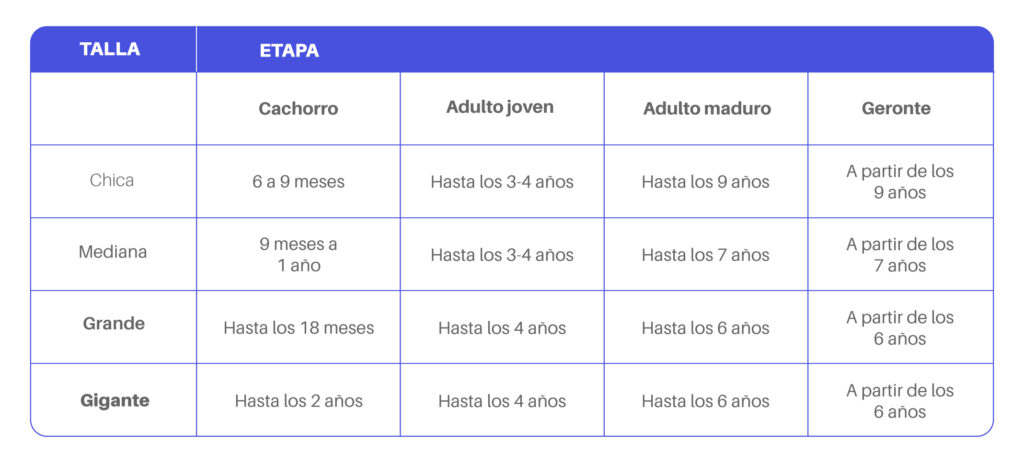 cuanto pesa un pastor belga