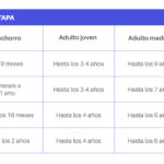 cuanto-pesa-un-pastor-belga