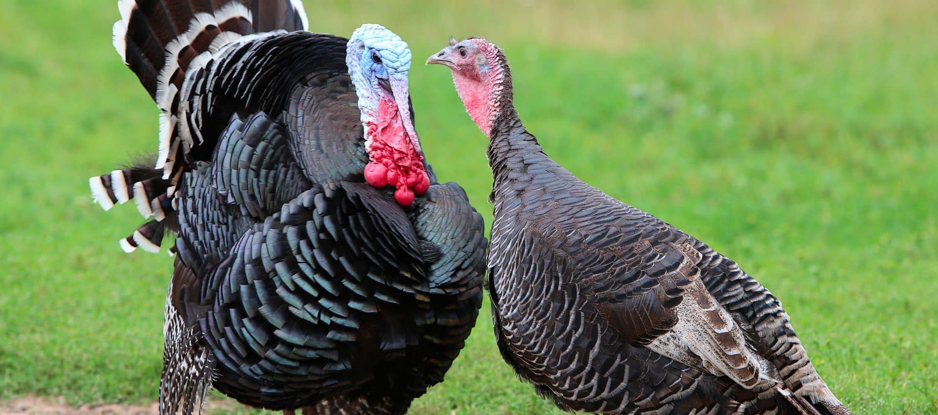 cuanto pesa un pavo