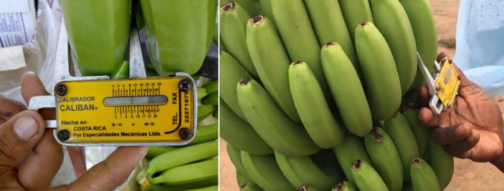 cuanto pesa un platano macho