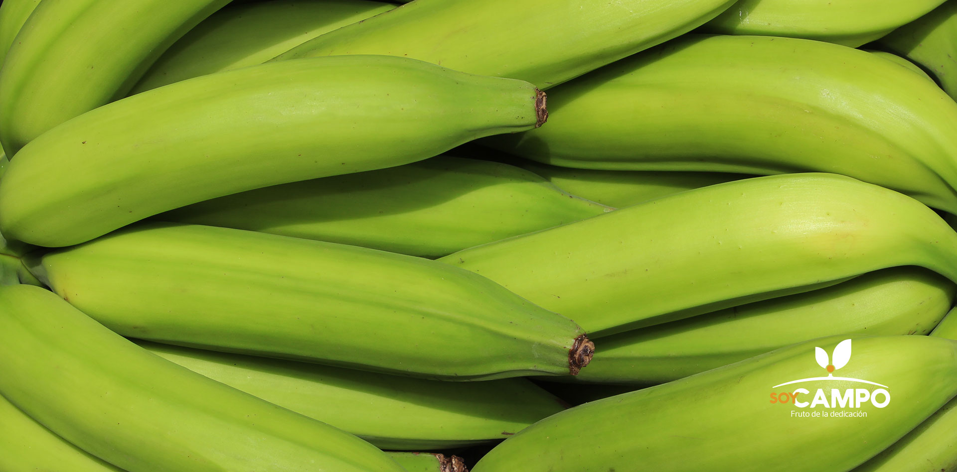 cuanto pesa un platano