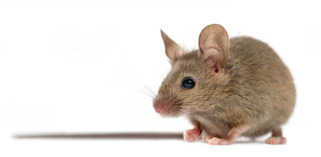 cuanto pesa un raton