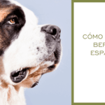 cuanto-pesa-un-san-bernardo