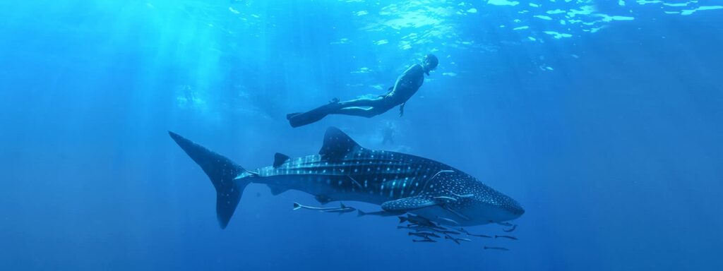 cuanto pesa un tiburon ballena