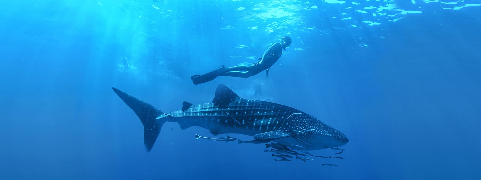 Blog 10 cuanto pesa un tiburon ballena