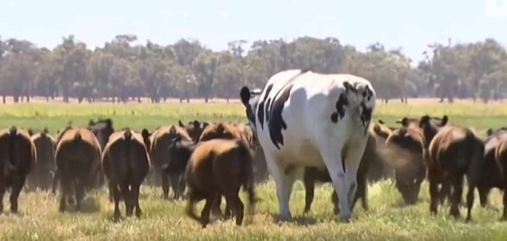 cuanto pesa un toro adulto