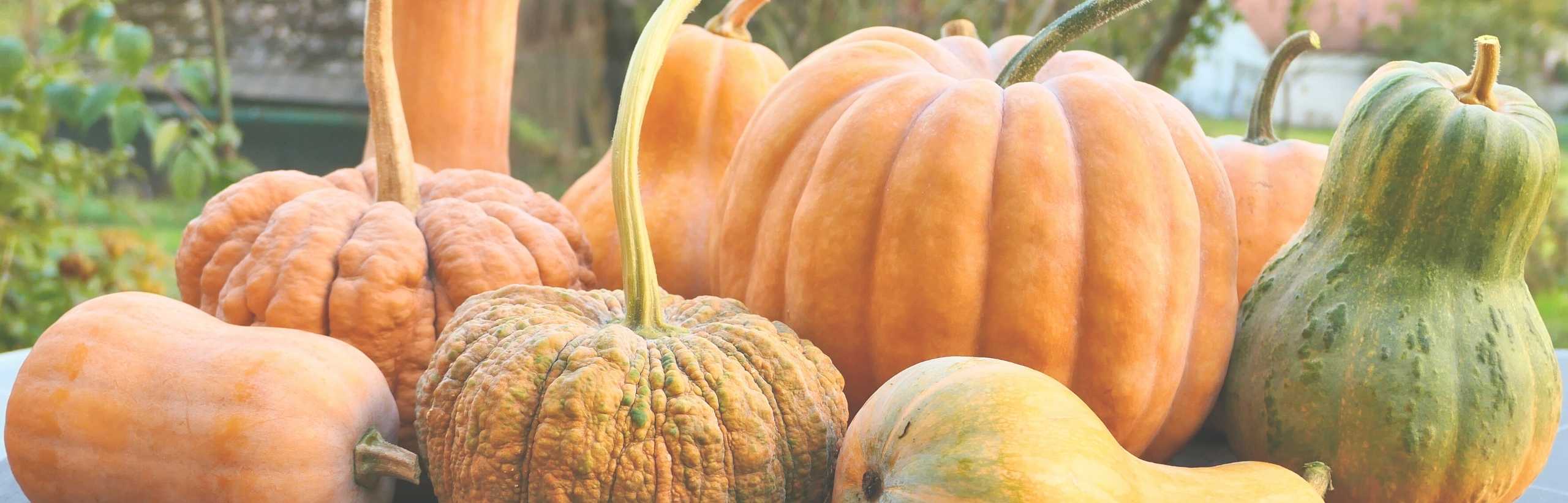Blog 12 cuanto pesa una calabaza verde