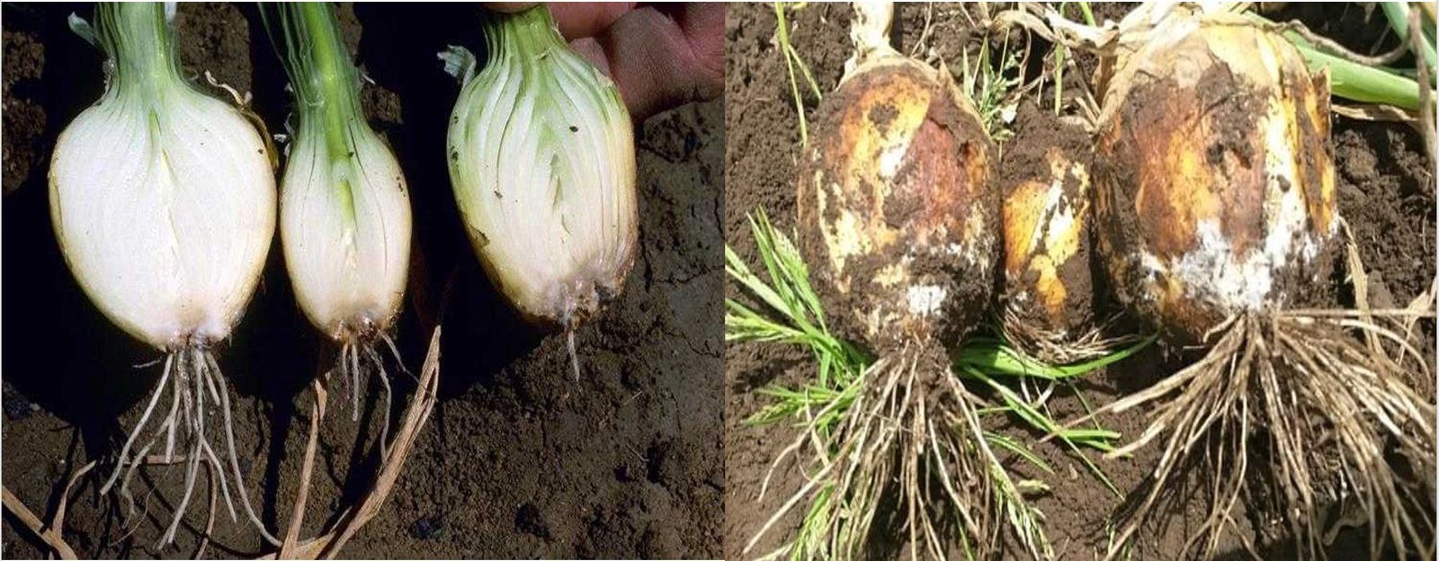 cuanto pesa una cebolla blanca