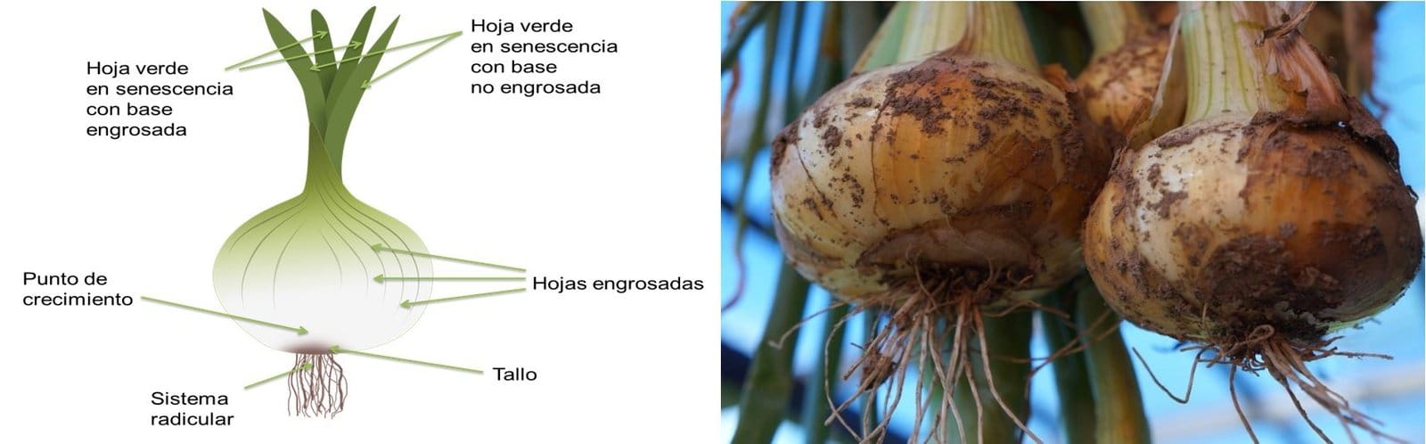 Blog 6 cuanto pesa una cebolla morada