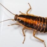 cuanto-pesa-una-cucaracha