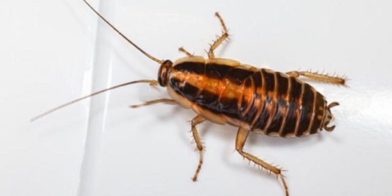 cuanto pesa una cucaracha