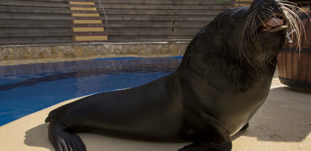 ¿Cuánto pesa una foca? 2 cuanto pesa una foca
