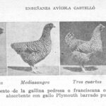 cuanto-pesa-una-gallina