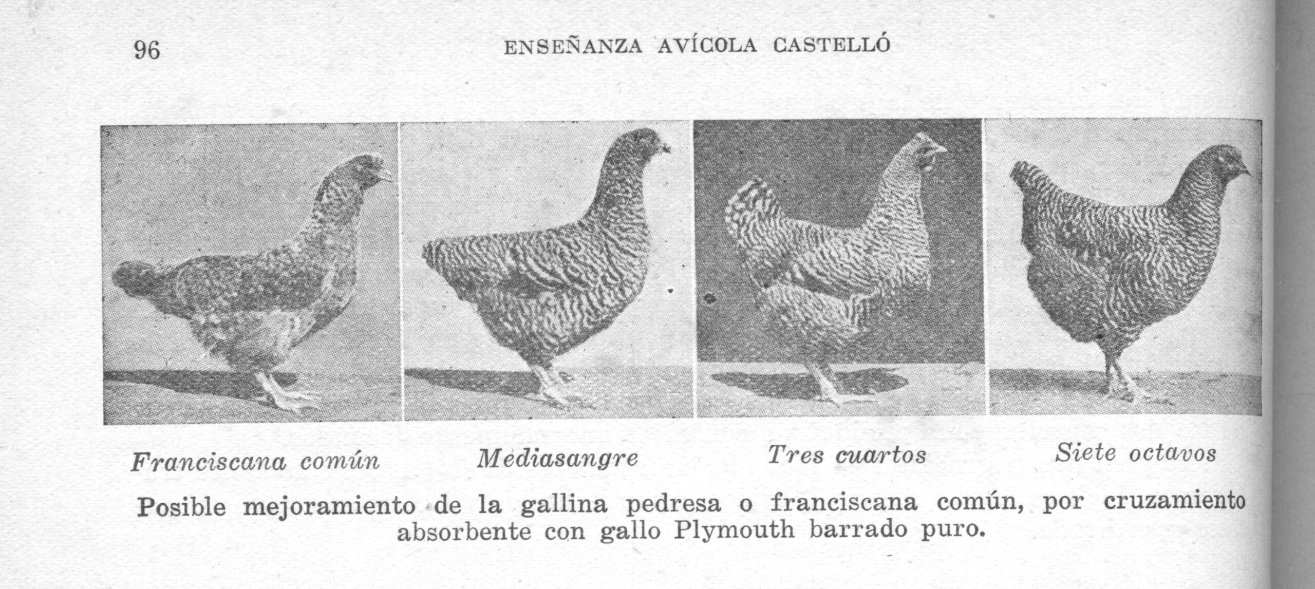 Blog 4 cuanto pesa una gallina scaled