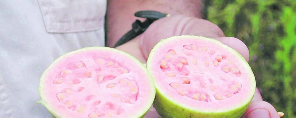 ¿Cuánto pesa una guayaba? 2 cuanto pesa una guayaba