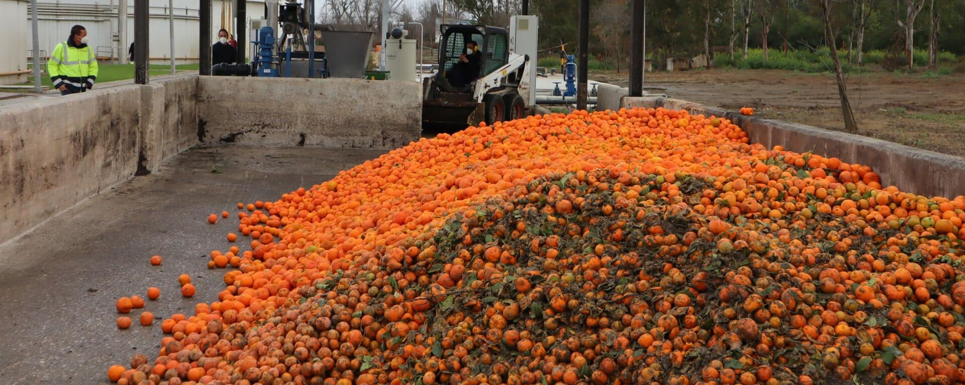 Blog 10 cuanto pesa una naranja