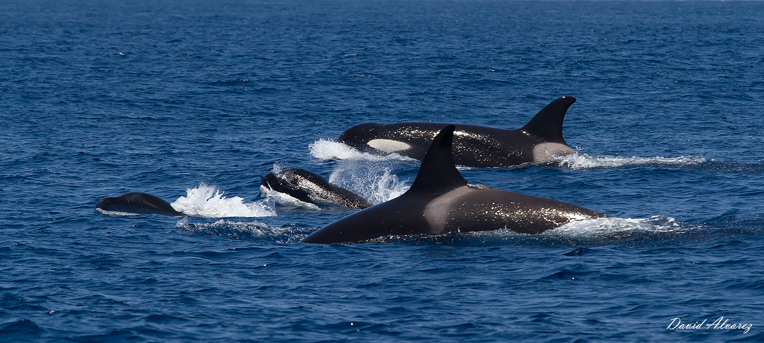 cuanto pesa una orca