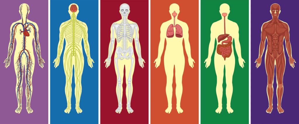 cuanto pesa una persona promedio