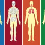 cuanto-pesa-una-pierna-humana