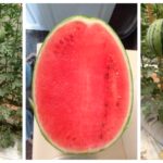 cuanto-pesa-una-sandia