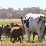 cuanto-pesa-una-vaca