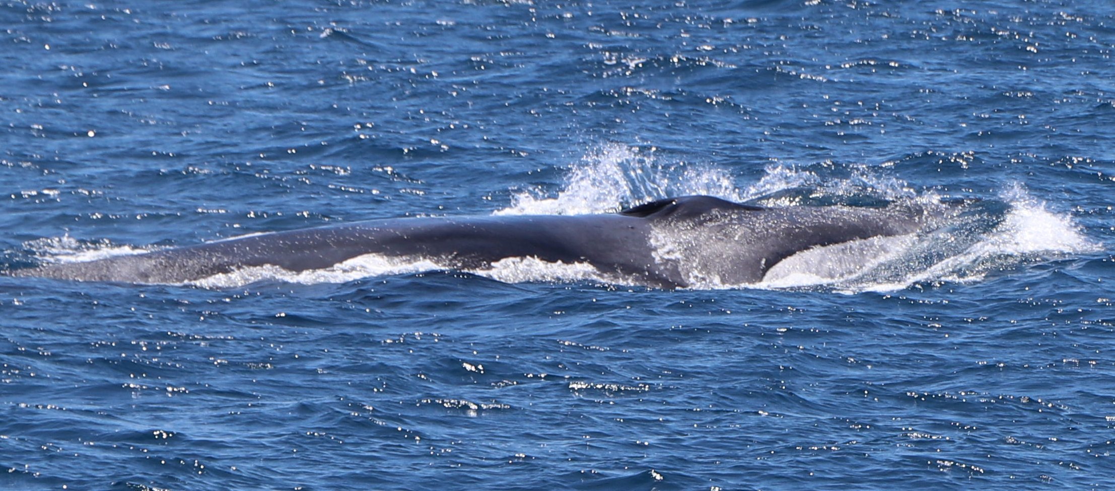 cuanto pesan los delfines
