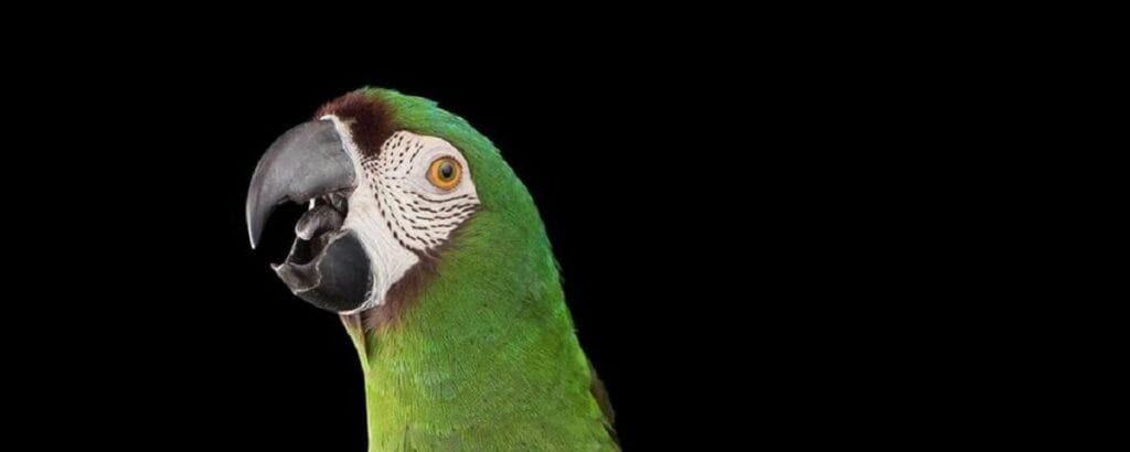 ¿Cuánto pesan los loros? 2 cuanto pesan los loros
