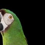 ¿Cuánto pesan los loros? cuanto-pesan-los-loros