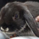 cuanto-sale-un-conejo-comun