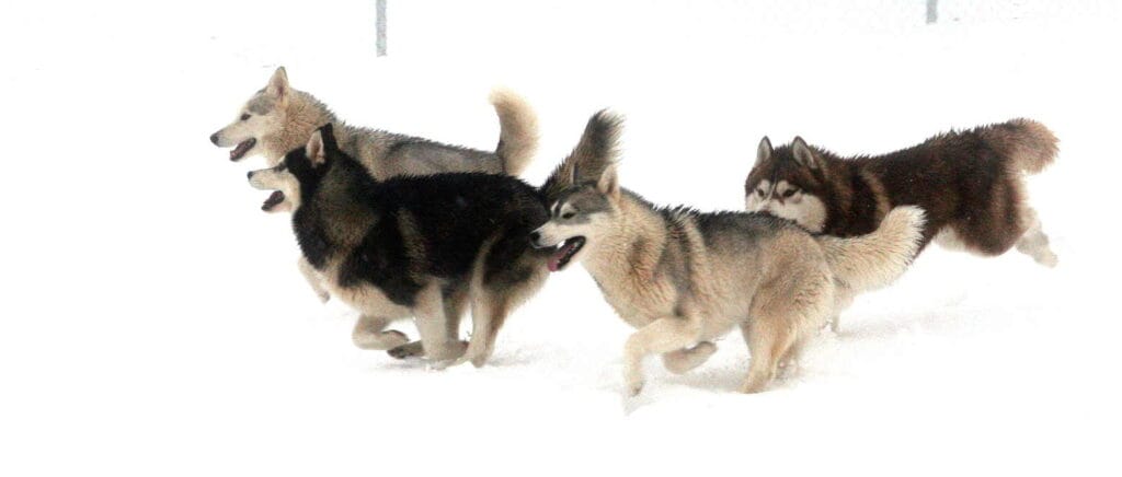 cuanto sale un husky