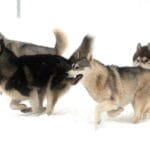 cuanto-sale-un-husky