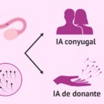 cuanto-sale-una-inseminacion-artificial