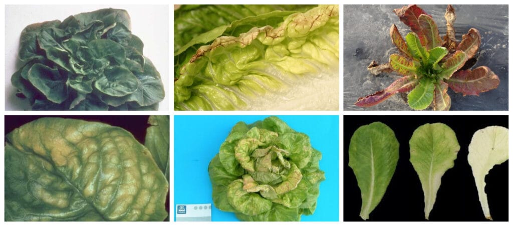 cuanto sodio tiene la lechuga