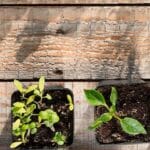 cuanto-tarda-en-germinar-cilantro