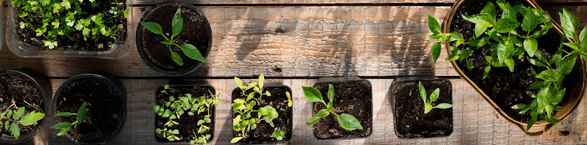 cuanto tarda en germinar cilantro