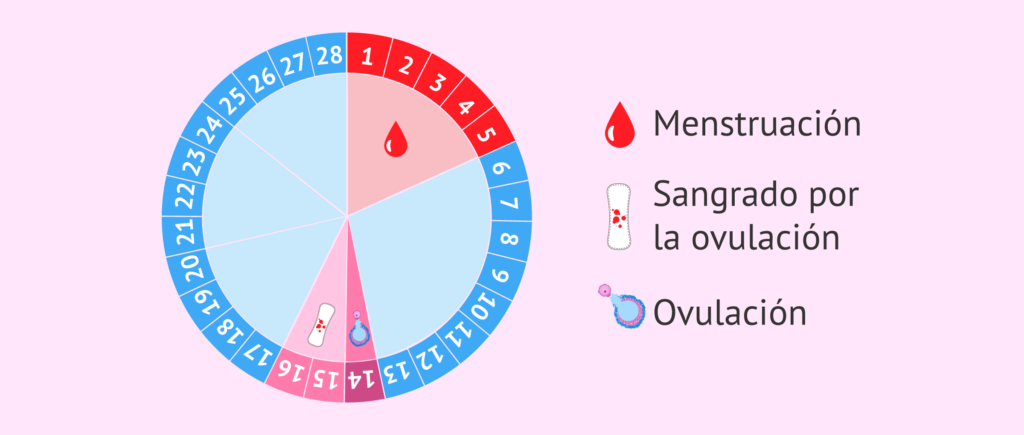 cuanto tiempo dura la ovulacion