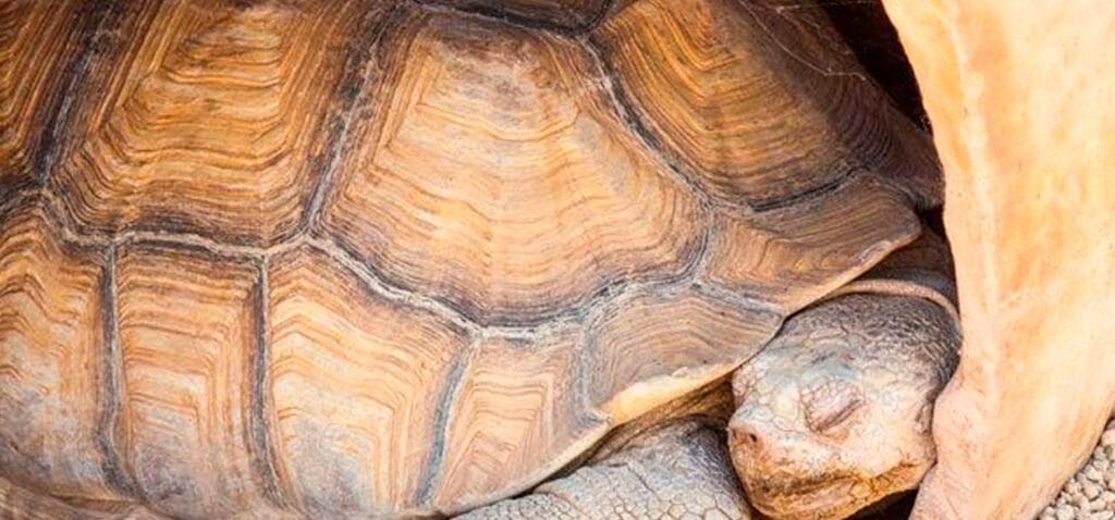 cuanto tiempo hibernan las tortugas