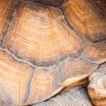 cuanto-tiempo-hibernan-las-tortugas