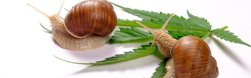 ¿Cuánto tiempo vive un caracol? 2 cuanto tiempo vive un caracol