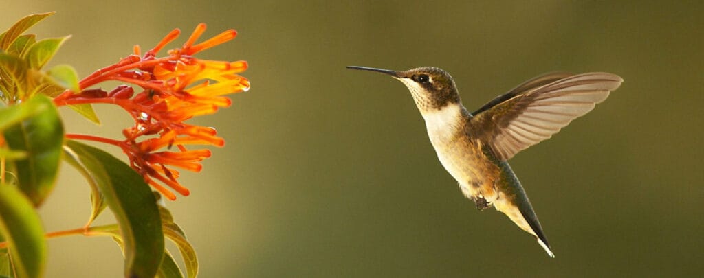 cuanto tiempo vive un colibri