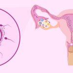 cuanto-tiempo-vive-un-espermatozoide