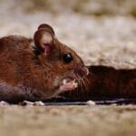 cuanto-tiempo-vive-un-raton