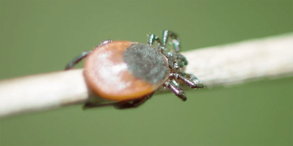 cuanto tiempo vive una garrapata